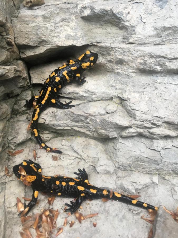 Chalupa Skalka Ceska Metuje Bagian luar foto